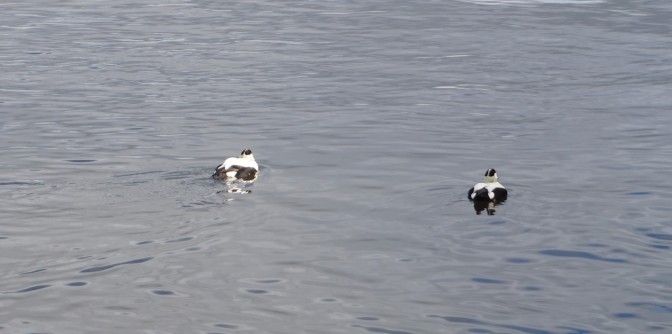 a pair of Eiders