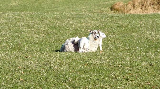 Mum and her lambs