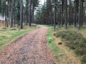 Tentsmuir Forest track