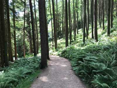 Lower forest path